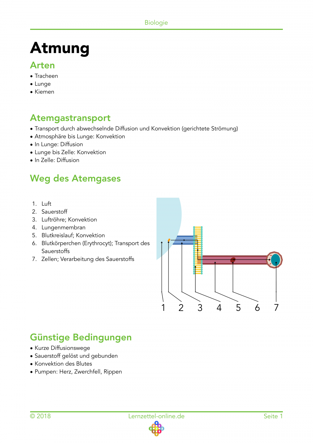 Lernzettel Atmung Seite 1