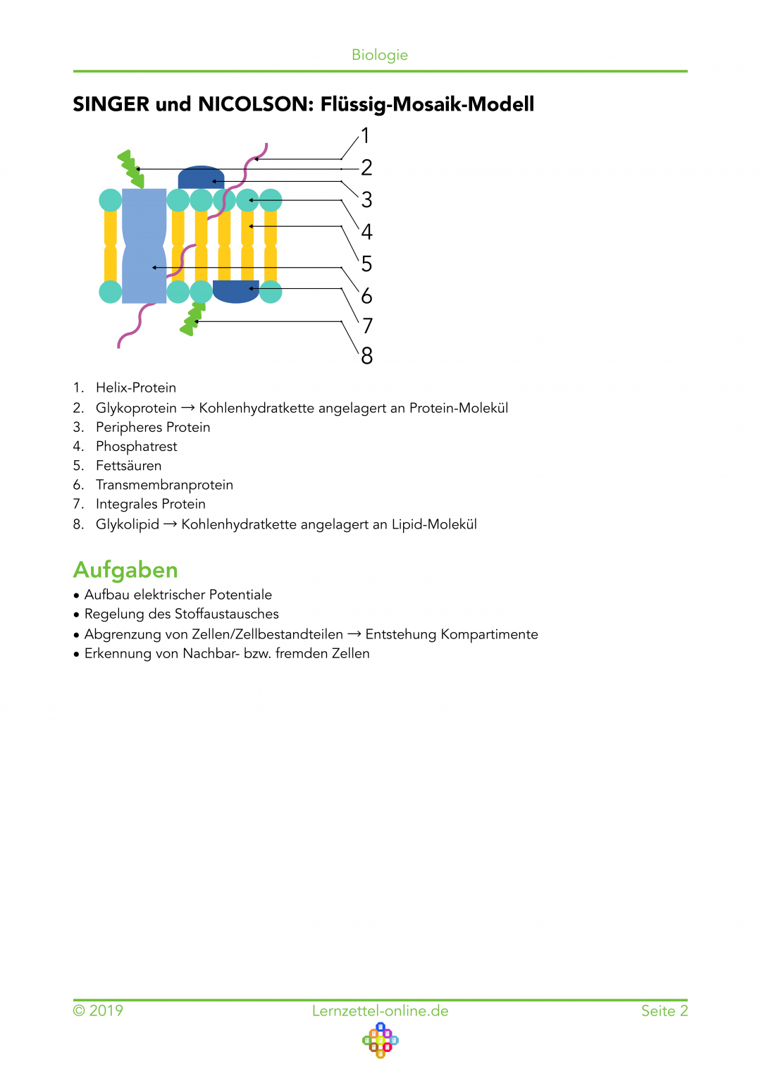 Lernzettel Biomembranen Seite 2