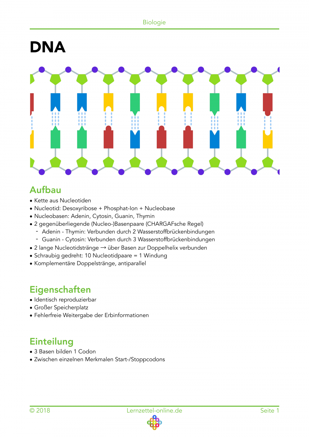 Lernzettel DNA Seite 1